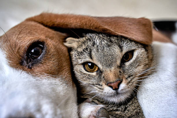 Cat and dog love, friendship, meeting, acquaintance CAT AND DOG ARE BEST FRIENDS. LOVE DOGS AND CATS cat family stock pictures, royalty-free photos & images