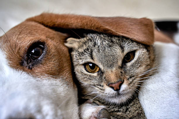 amor de gato e cachorro, amizade, reunião, conhecido - felino - fotografias e filmes do acervo