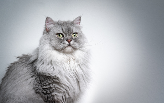 beautiful gray silver tabby british longhair cat portrait on light gray background with copy space
