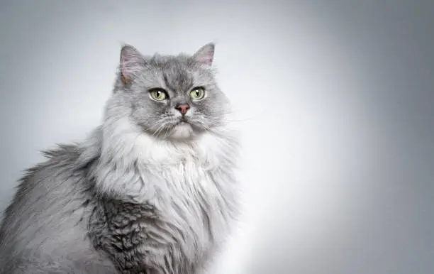 Photo of beautiful british longhair cat portrait on light gray background