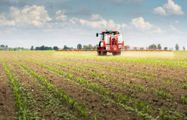 istock Tractor spraying pesticides on corn field  with sprayer at spring 1318850201