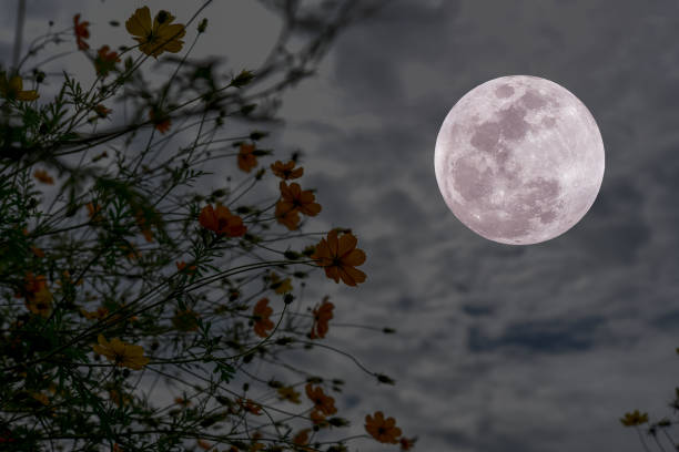 istock Full moon with cosmos flowers silhouette in the night. 1318852205