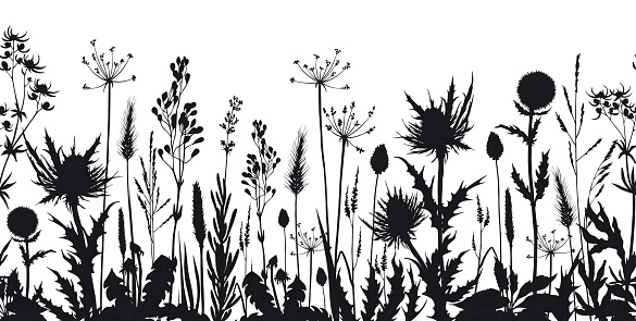 Seamless horizontal border with wild flowers and thistle silhouettes. Hand drawn vector illustration isolated on white.