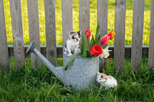 A cute little kitten is sitting on a watering can with flowers, and another kitten is waiting for him below. A greeting card. Bouquet of tulips and daffodils. Two cute little cats are playing