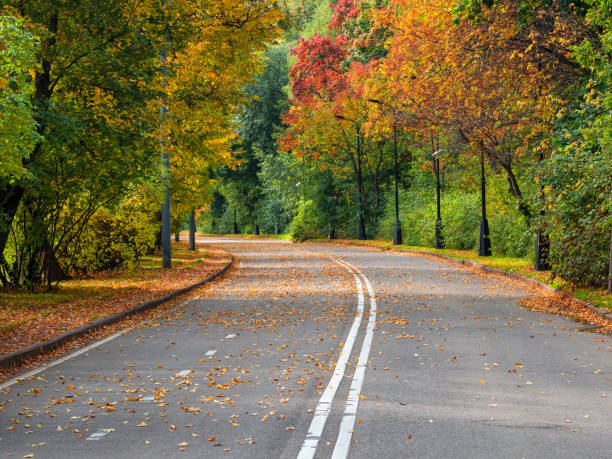 istock Empty autumn road with trees in a row on the edges. Moscow. 1318858196