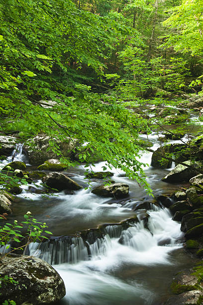 istock Middle Prong in the Great Smoky Mountains 131885862