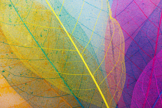 istock Colorful leaves backgrounds 1318858991
