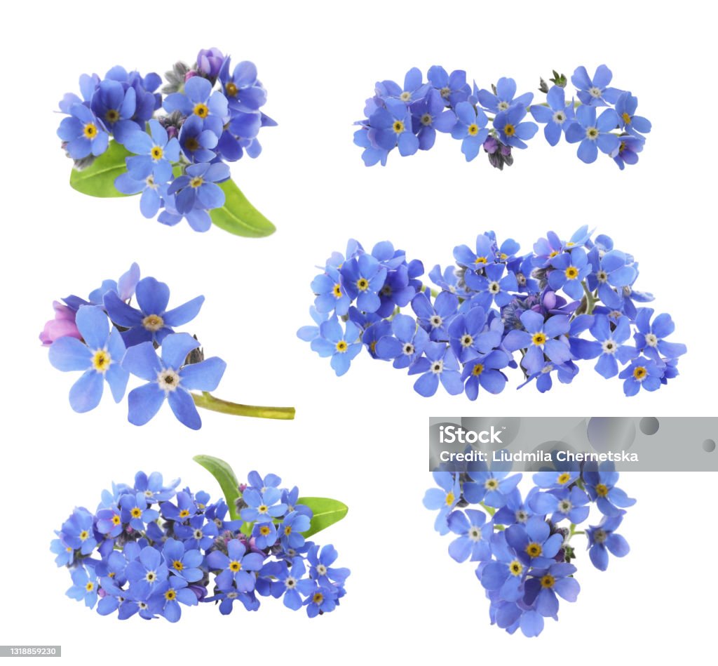 Set with beautiful tender forget me not flowers on white background Purple Stock Photo