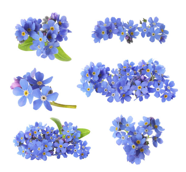 Set with beautiful tender forget me not flowers on white background Set with beautiful tender forget me not flowers on white background forget me not isolated stock pictures, royalty-free photos & images