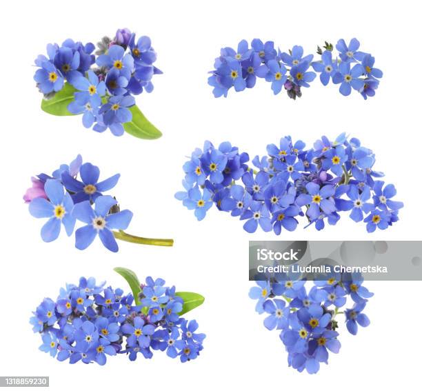 Set With Beautiful Tender Forget Me Not Flowers On White Background Stock Photo - Download Image Now