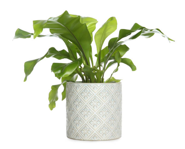istock Beautiful fern in pot isolated on white 1318859281