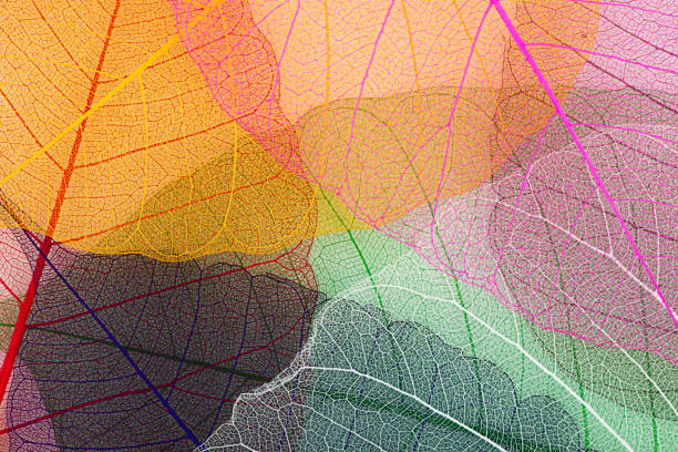 istock Colorful leaves backgrounds 1318859387