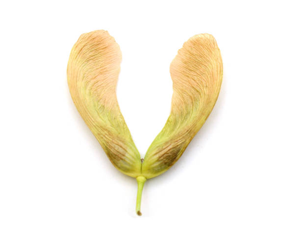 istock A blooming maple flower petal on white 1318859397