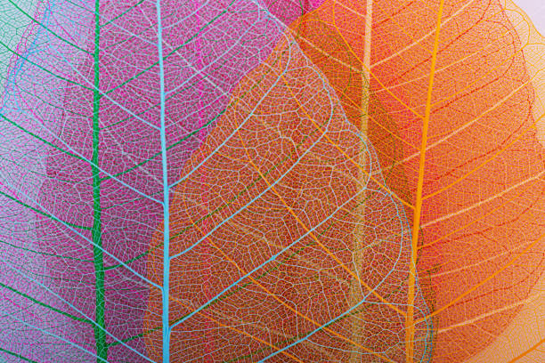 Colorful leaf veins