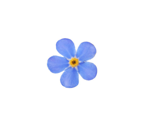 istock Beautiful blue Forget-me-not flower isolated on white 1318860169