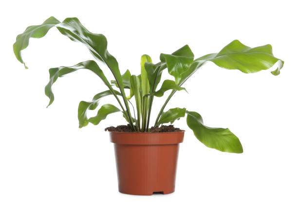 istock Beautiful fern in pot isolated on white 1318860570