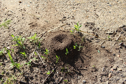 Anthill in the yard on the ground