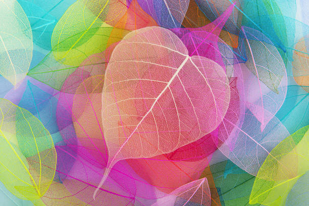 istock Heart shaped leaf with colorful leaves 1318861102
