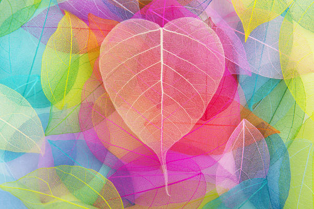 Heart shaped leaf with colorful leaves