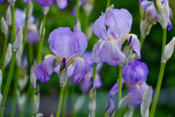 istock Purple and blue flowers in bloom. 1318862150