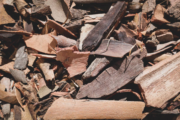 istock Bark brown wood roots trees crust cork peel rind nature 1318862814