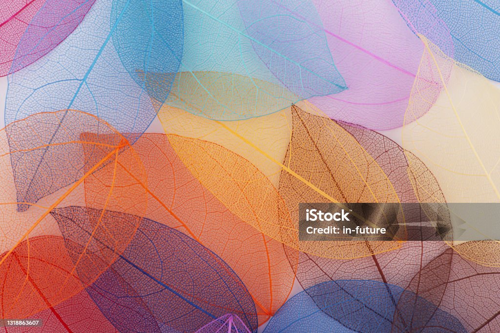 Multicolored leaves leaves backgrounds Autumn Stock Photo