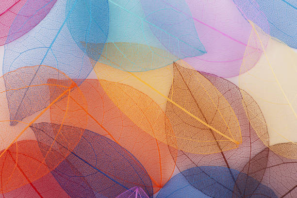 Multicolored leaves leaves backgrounds leaf vein photos stock pictures, royalty-free photos & images