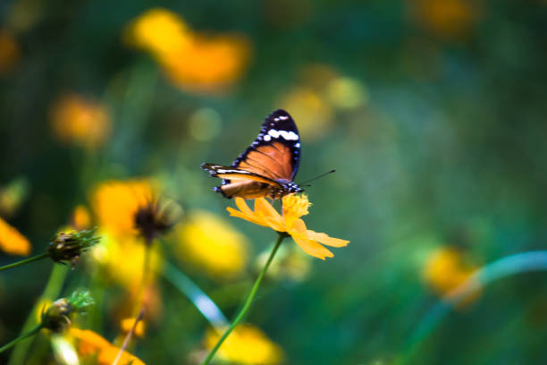 istock A beautiful Butterfly feeding on the flower plants 1318864407
