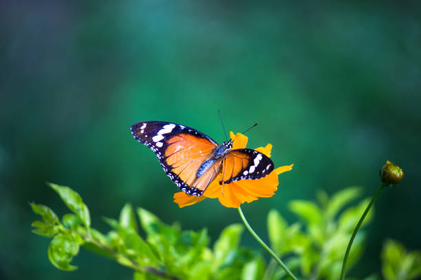 istock A beautiful Butterfly feeding on the flower plants 1318864408
