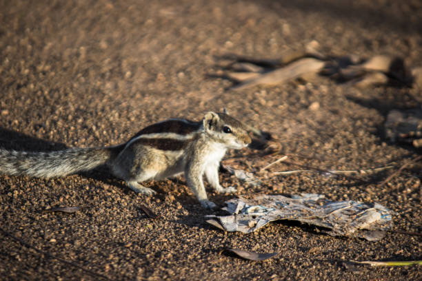 Squirrels are members of the family Sciuridae, a family that includes small or medium-size rodents. The squirrel family includes tree squirrels, ground squirrels, chipmunks, marmots, flying squirrels, and prairie dogs amongst other rodents las ardillas son miembros de la familia sciuridae, una familia que incluye roedores pequeños o medianos. la familia de las ardillas incluye ardillas de árbol, ardillas de tierra, ardillas, marmotas, ardillas voladoras y perros de la pradera, entre otros