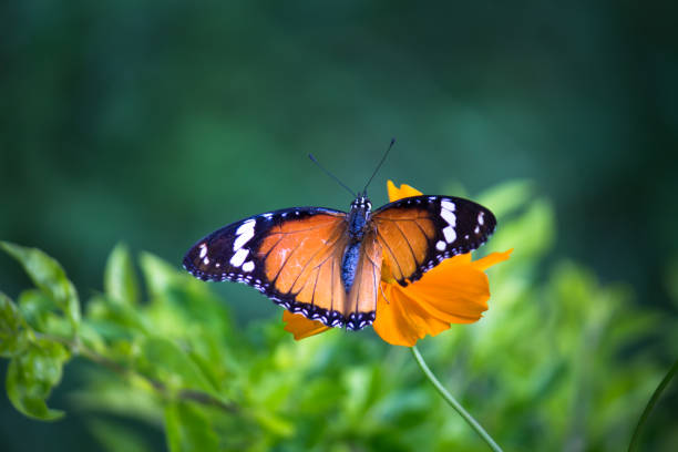 istock A beautiful Butterfly feeding on the flower plants 1318864434