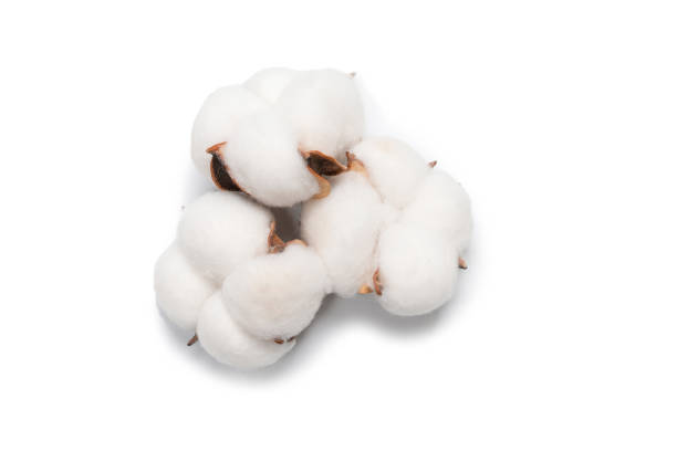 istock Cotton flower branch isolated on white background. 1318864475