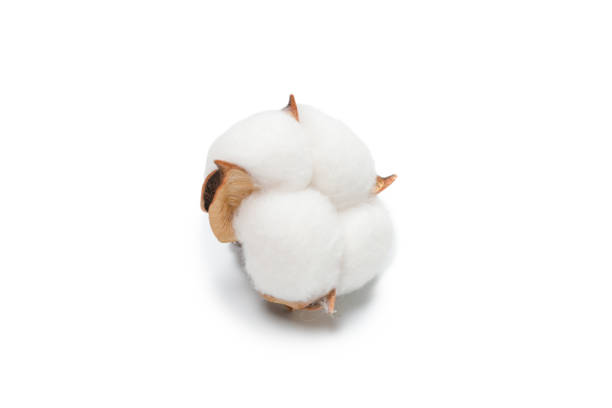istock Cotton flower branch isolated on white background. 1318864483