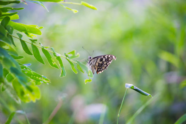 istock A beautiful Butterfly on the flower plants 1318864589