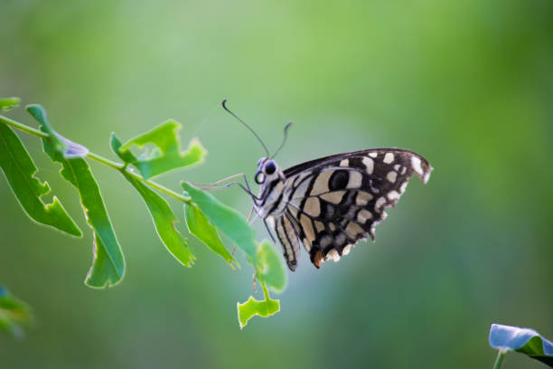 istock A beautiful Butterfly on the flower plants 1318864599