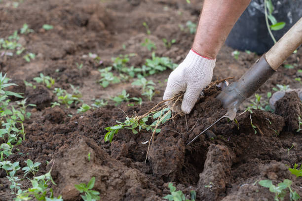 istock Male hands pull the weed along with the root from the ground. A farmer works on a plot of land before planting 1318864672