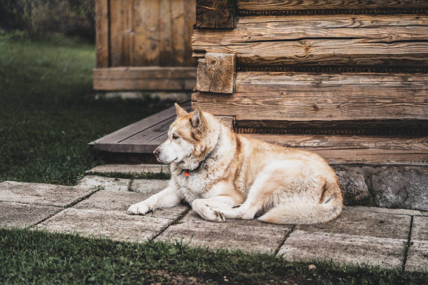 istock a cute dog guards the house lying at its base 1318864990