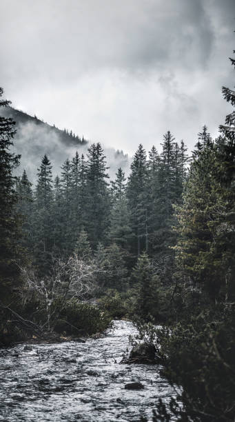 istock mountain river flowing among lush fir trees 1318865135