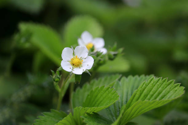 istock Wild strawberry flowers on a green meadow 1318866147