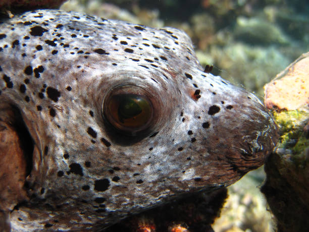 Arothron Nigropunctatus - Black-spotted Pufferfish close up Arothron Nigropunctatus - Black-spotted Pufferfish close up on coral reef of Maldives. arothron nigropunctatus stock pictures, royalty-free photos & images
