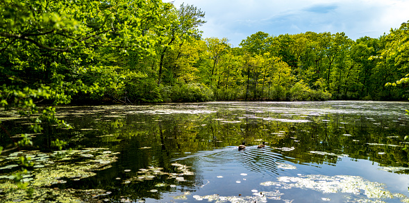 Two ducks paddling on a suburban pond in Wellesley, MA.  The pond is in a residential area surrounded by homes.