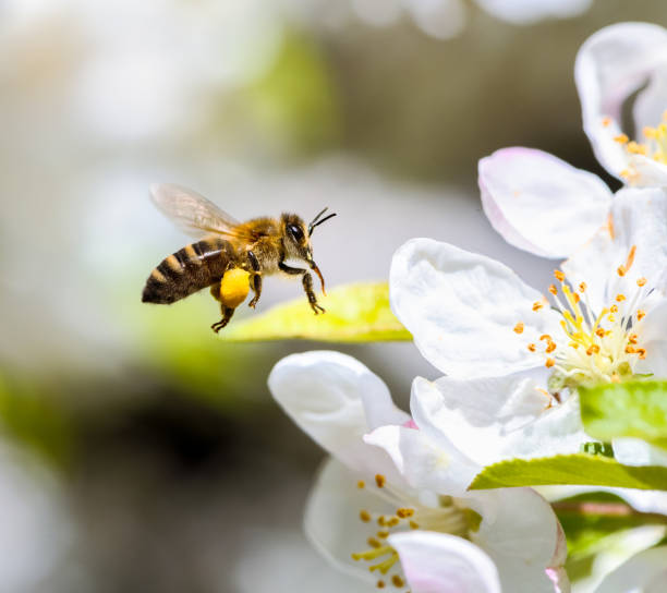 istock Bee flying to white apple blossoms. 1318867772