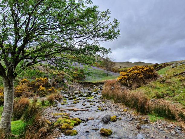 istock Rannerdale Knotts and its bluebells 1318867974
