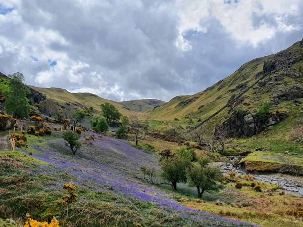 istock Rannerdale Knotts and its bluebells 1318868133