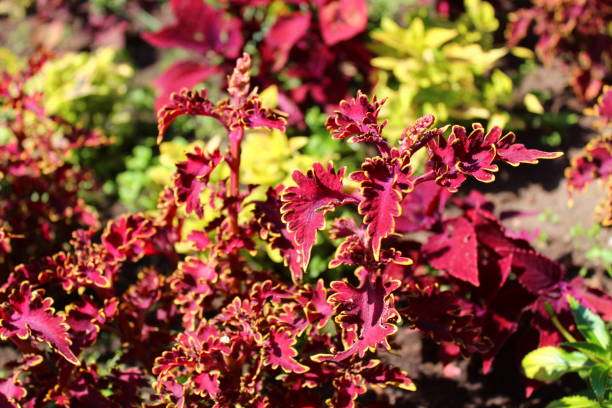 istock flame nettles in the garden 1318868182
