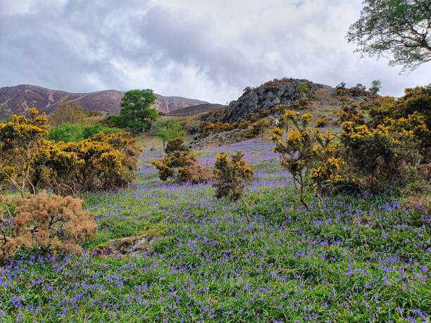 istock Rannerdale Knotts and its bluebells 1318868845