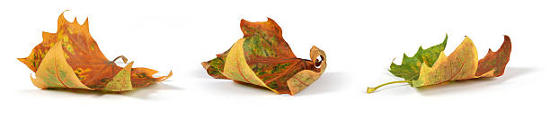 Feuilles d'automne - Photo