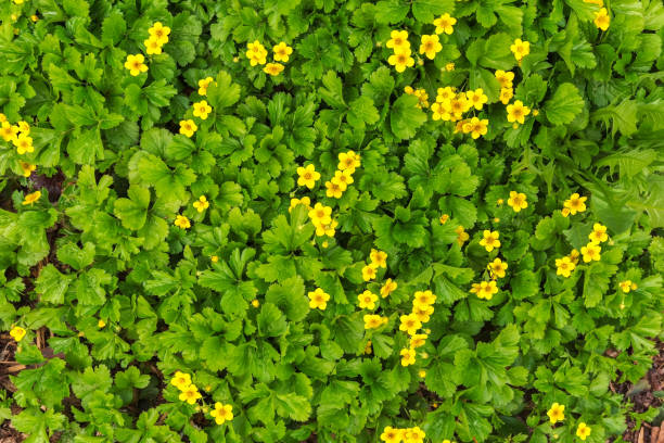 istock Summer background. Small yellow flowers bloom in the forest. 1318872902