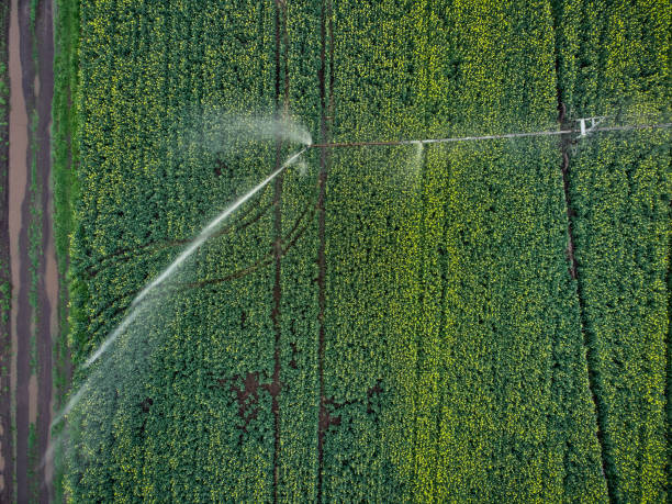 istock Center pivot irrigation system on a yellow rapeseed field aerial view 1318872974