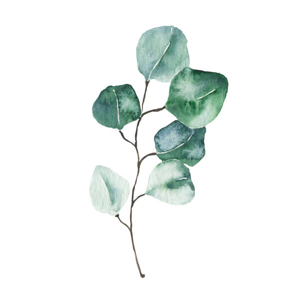 istock Watercolor eucalyptus green leaf isolated on white background. Hand drawn silver dollar eucalyptus branch greenery. Floral foliage herb botanical illustration 1318872986
